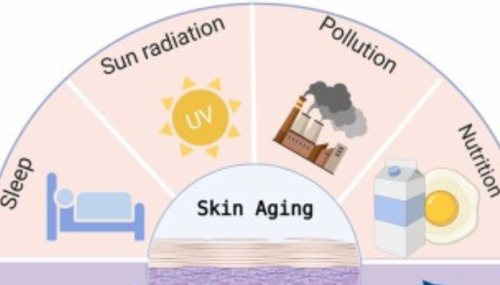 . Environmental Factors and Aging Skin