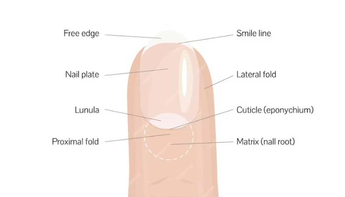 Understanding the Basics: Nail Anatomy